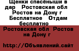 Щенки-спасёныши в дар - Ростовская обл., Ростов-на-Дону г. Бесплатное » Отдам бесплатно   . Ростовская обл.,Ростов-на-Дону г.